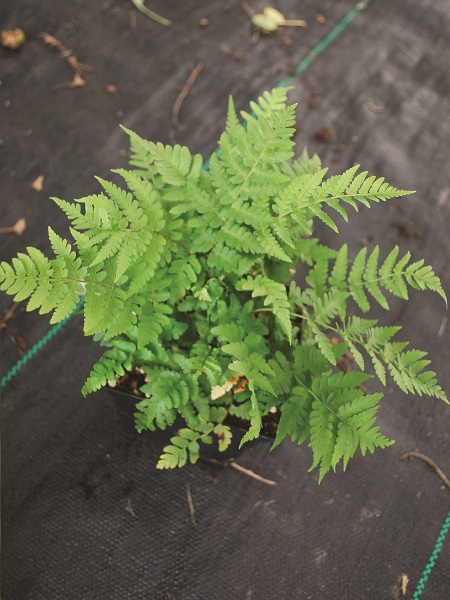 Marginal Wood Fern / Dryopteris marginalis