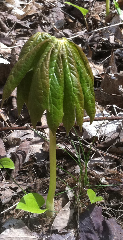 Mayapple / Podophyllum peltatum