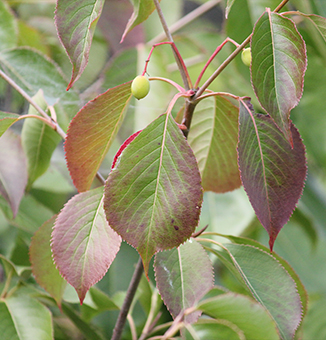 Nannyberry / Viburnum lentago