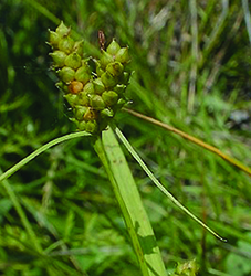 Limestone Meadow Sedge