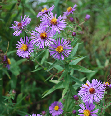 New England Aster