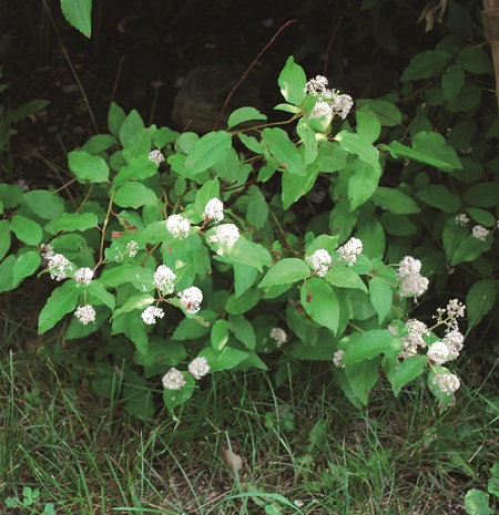 New Jersey Tea / Ceanothus americanus