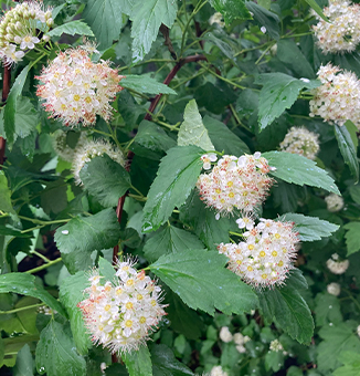 Ninebark / Physocarpus opulifolius