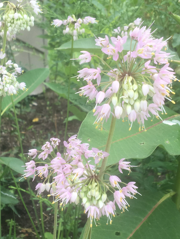 Nodding Onion / Allium cernuum