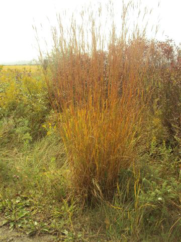 Big Bluestem / Andropogon gerardii