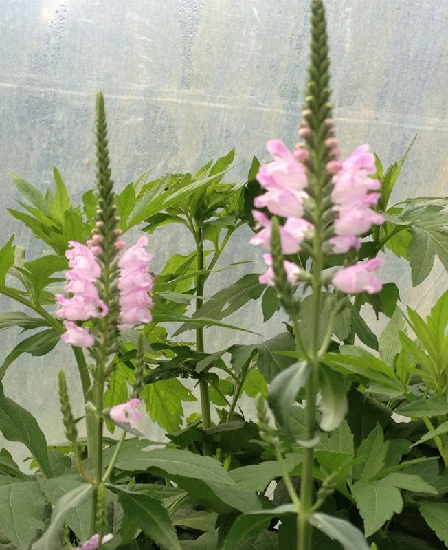 Obedient Plant / Physostegia virginiana