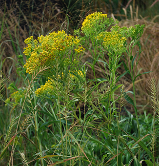 Ohio Goldenrod