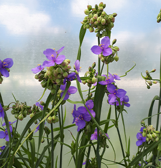 Ohio Spiderwort / Tradescantia ohiensis