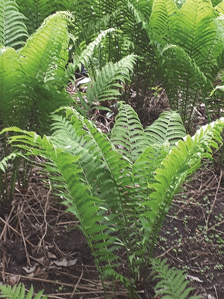 Ostrich Fern / Matteuccia struthiopteris