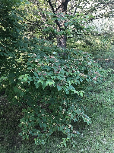 Pagoda Dogwood / Cornus alternifolia