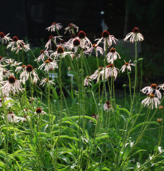 Pale Purple Coneflower / Echinacea pallida