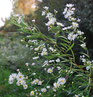 Panicled Aster / Symphyotrichum lanceolatum