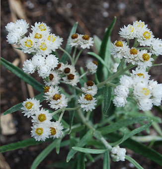 Pearly Everlasting / Anaphalis margaritacea