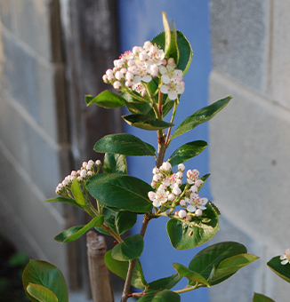 Black Chokeberry / Aronia melanocarpa