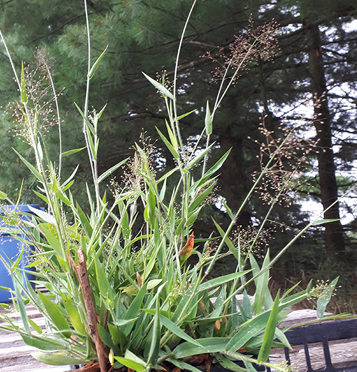 Poverty Oat Grass / Danthonia spicata