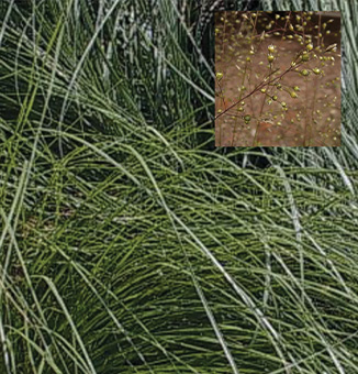 Prairie Dropseed