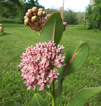 Prairie Milkweed / Asclepias sullivantii