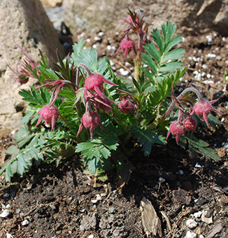 Prairie Smoke / Geum triflorum