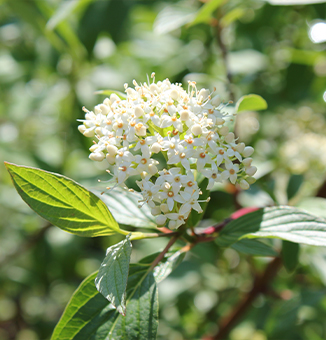 Red Osier Dogwood / Cornus stoloniferous