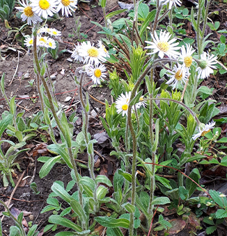 Robins Plantain / Erigeron pulchellus