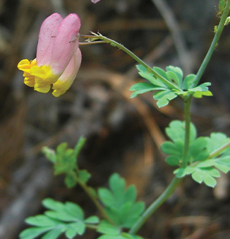 Rock Harlequin / Corydalis sempervirens