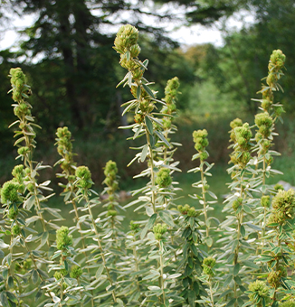 Round - Headed Bushclover / Lespedeza capitata