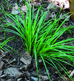 Pale Sedge / Carex pallescens