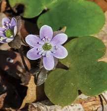 Round Lobed Hepatica / Hepatica americana