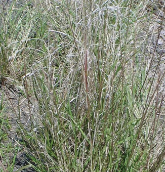 Sand Dropseed / Sporobolus cryptandros