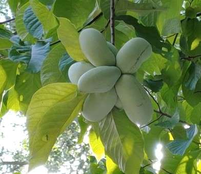 Paw-Paw Tree / Asimina triloba