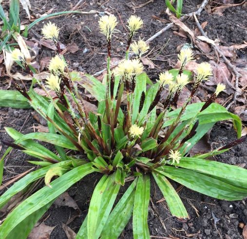 Plantain Leaved Sedge / Carex plantaginea