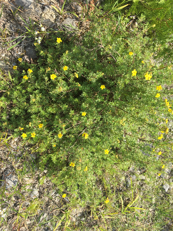 Shrubby Cinquefoil / Potentilla fruticosa