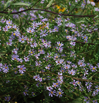 Sky-Blue Aster / Symphyotrichum oolentangiense