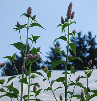 Purple Giant Hyssop / Agastache scrophulariifolia
