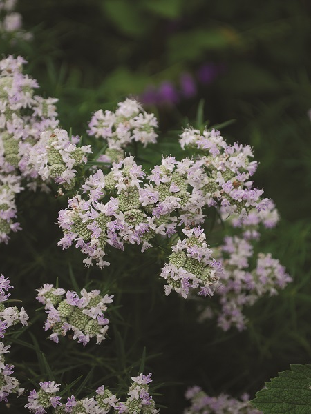 Slender Mountain Mint / Pycnanthemum tenufolium