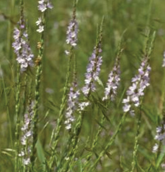 Slender Vervain / Verbena simplex