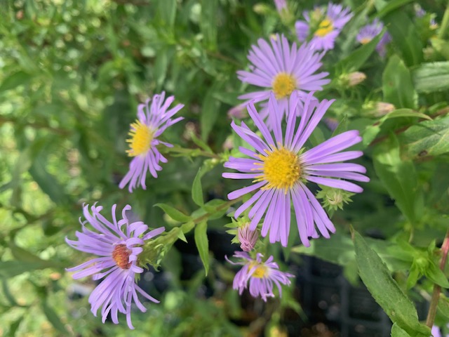 Purple-Stemmed Aster (Swamp Aster) / Symphyotrichum puniceum