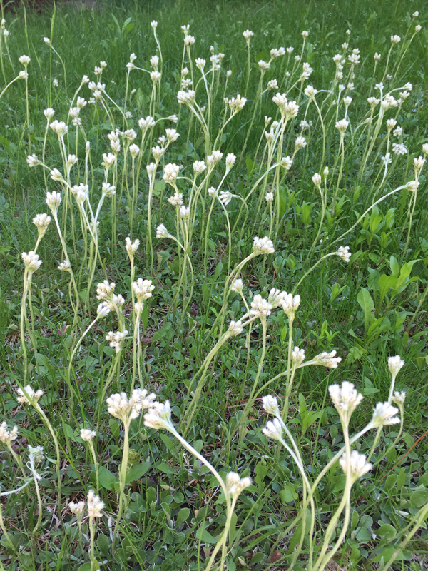 Small Pussytoes / Antennaria howellii