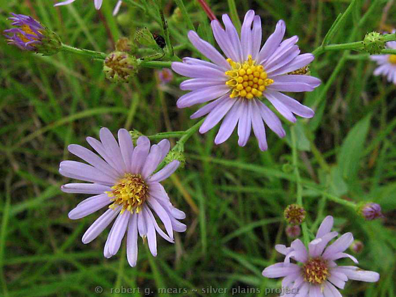 Smooth Aster