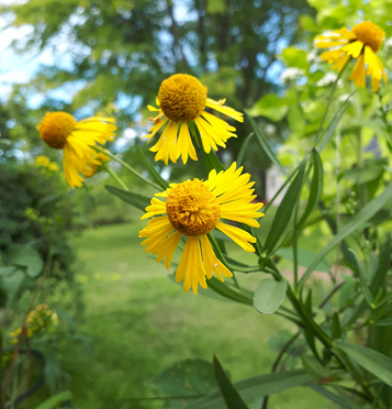 Sneezeweed / Helenium autumnale