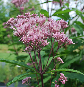 Spotted Joe-Pye Weed / Eutrochium maculatum