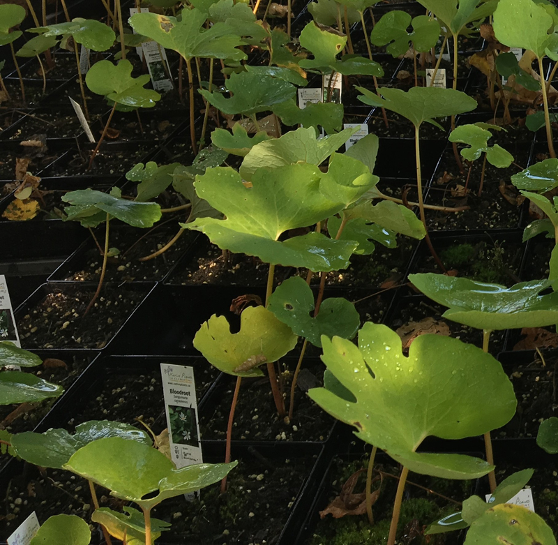 Bloodroot / Sanguinaria canadensis