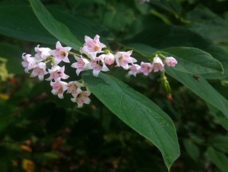 Spreading Dogbane / Apocynum androsaemifolium