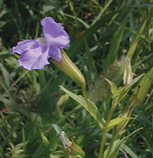 Square-stemmed Monkey Flower / Mimulus ringens