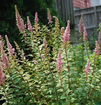 Steeplebush / Spirea tomentosa