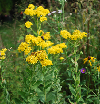 Stiff-Leaved Goldenrod / Solidago rigida