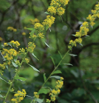 Stout Goldenrod / Solidago squarrosa