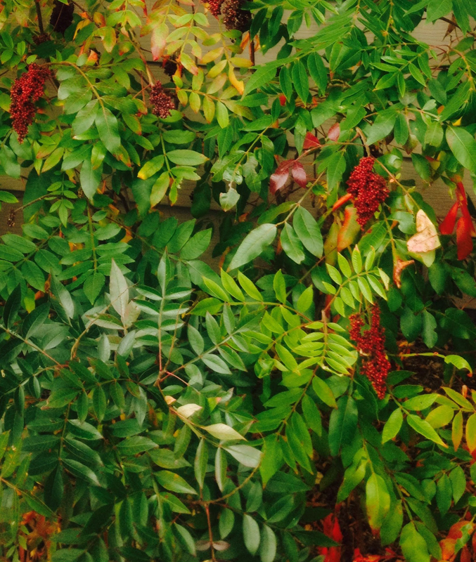 Shining Sumac / Rhus copallinum
