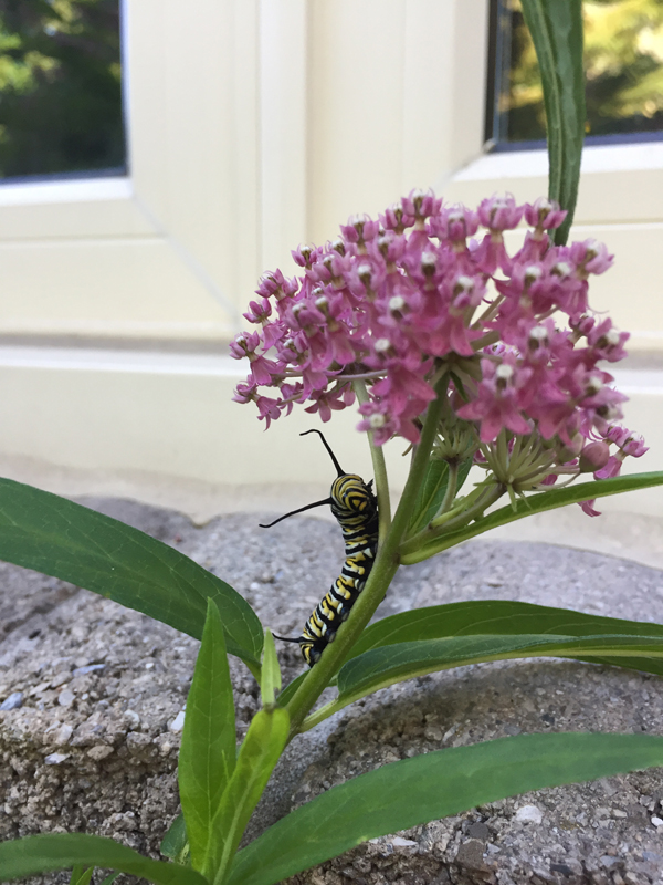 Swamp Milkweed / Asclepias incarnata