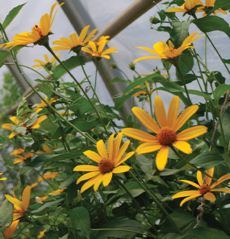 Sweet Oxeye,False Sunflower / Heliopsis helianthoides